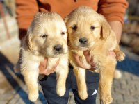 A Kalite Golden Retriever Yavrular