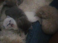 Scottish fold yavru Antalya yeni