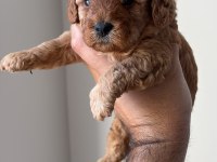 25 günlük minik poodle kızlarım