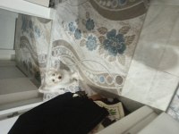 Alex yeni sahibini arıyor Maltese Terrier