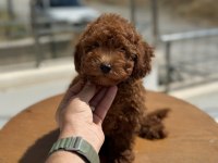 Petmode köpek çiftliğinde ziyarete açık toy poodle