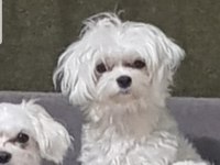 Petmode köpek çiftliğinden kore kan maltese