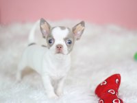 Egzotic Lilac White Chihuahua