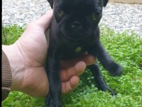 Yavru pug 3 aylık dişi siyah renk