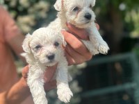 Maltese Terrier Yavrular