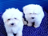 Kar beyaz 0 numara maltese terrier yavrularımız