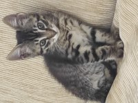 TEKİR KEDİMİZE ACİL YUVA ARIYORUZ