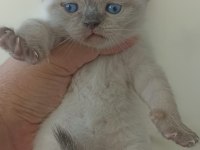 Safkan anne baba Blue point british shorthair bebekler