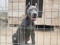 Irkının en iyisi cane corso yavrular kapıda ödeme mevcut