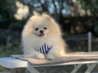Kutup ayısı pomeranian boo
