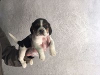 Beagle yavrular