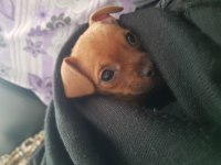 3.5 aylık dişi minyatür pinscher