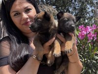 Mükemmel Malinois Yavrularım