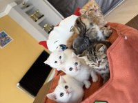 KEDİCİDEN BRITIS LONGHAIR NS1133 ÖZEL IRK YAVRULAR ANK