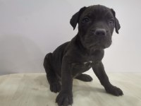 A Class Siyah Presa Canario