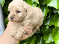 Maltipoo Cinsi Yavrular