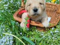 Golden Retriever Gelip Görerek Alabilirsiniz