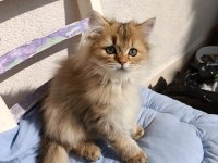 5 aylık British longhair black golden