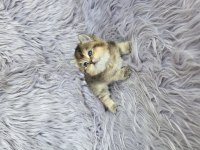 Ayı Surat Prenses Kedim Yeni Ailesini Arıyor