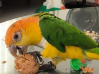 Caique papağanı (kayık papağanı)