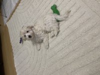 Yavru maltipoo köpekler