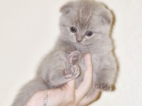 2 Adet Scottish Fold 1 Adet British