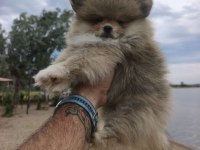 POMERANİAN BOO YAVRULARI