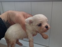Maltese terrier bebekler