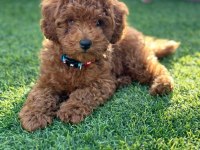 Toy Poodle Yavrumuz İlk Aşıları Yapıldı