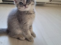 Scottish fold ve british yavru kediler