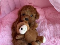 Ruhsatlı Köpek Ciftliginden Toy Poodle Yavrularımız