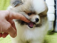 Pomeranian boo garantili erkek ve dişi