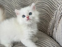 British Longhair Miniklerim