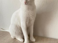 ANKARA KEDİMİZLE İLGİLENEMİYORUZ