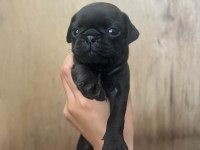 Pug Yavrular 7 Tane