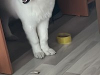 Çok Akıllı Çok Sadık 4.5 Aylık Patili Samoyed Dostum