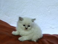 MUHTEŞEM GÜZELLİKTE RAGDOLL YAVRULARIMIZ