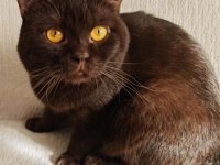 ÇİKOLATA OĞLAN KEDİMİZ ACİL YUVA ARIYOR