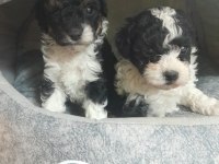 HARLEQUİN TOY POODLE YAVRULAR