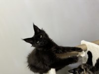 Ayşe arık line maine coon