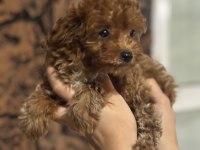 Baldan tatlı yarışma kalitesinde poodle bebekler