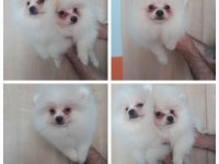 Pomeranian boo beyaz ve orange yavrular