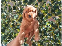Toy poodle yavrularımız
