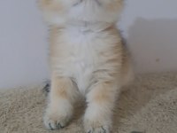 British shorthair golden erkek
