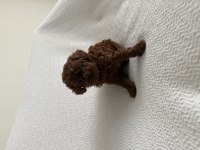Erkek Dark Redbrown Kore Poodle Yavrular