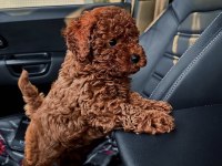 Toy poodle yavrusu