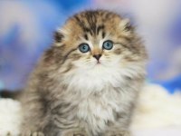 Muhteşem Scottish Fold Golden Tabby