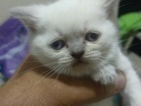BAKMADAN GEÇMEYİN HER RENK KEDİMİZ İÇİN