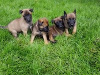 Malinois safkan bebekler her ile yollarım