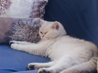 Güzel chinchilla kızımıza bakacak bir yuva arıyoruz